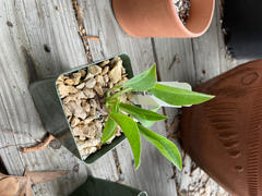 Planet Desert Euphorbia blupleurifolia Review