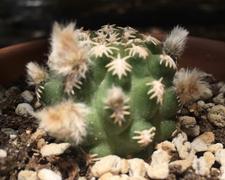 Planet Desert Pygmaeocereus bieblii Review