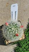 Planet Desert Mammillaria senilis Review