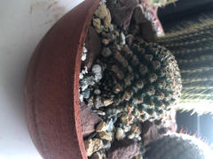 Planet Desert Mammillaria huitzilopohctli Review