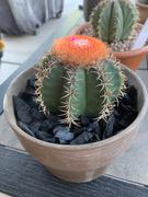 Planet Desert Melocactus matanzanus with cephalium Review