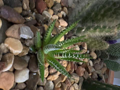 Planet Desert Zebra Plant 'Haworthia fasciata' Review