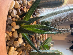 Planet Desert Zebra Plant 'Haworthia fasciata' Review