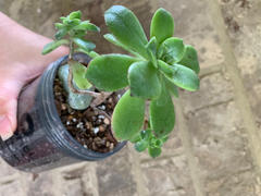 Planet Desert Aeonium haworthii kiwi Review
