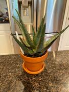 Planet Desert Aloe Ajr Review