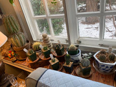 Planet Desert Ferocactus latispinus Devil's Tongue Review