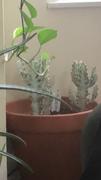 Planet Desert Euphorbia lactea variegata White Ghost Large Review