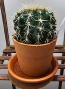 Planet Desert Golden Barrel Cactus - Echinocactus grusonii Review