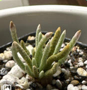Planet Desert Avonia quinaria alstonii Review