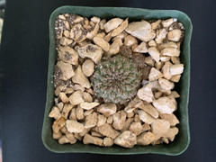 Planet Desert Sulcorebutia Zavaletae Review