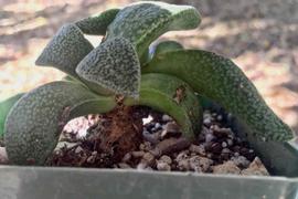 Planet Desert Aloinopsis rubrolineata Review