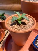 Planet Desert Aloinopsis rubrolineata Review