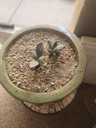 Planet Desert Aloinopsis rubrolineata Review