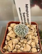 Planet Desert Astrophytum asterias Superkabuto Review