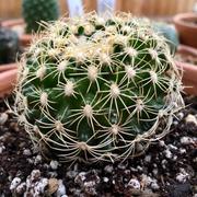 Planet Desert Discocactus arneispinus Review