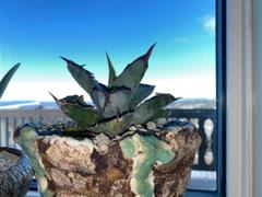 Planet Desert Agave titanota black and blue Review