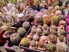 Planet Desert Assorted Cactus 2-Inch Review