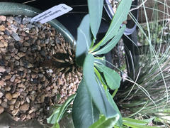 Planet Desert Euphorbia vigueri capuroniana Review