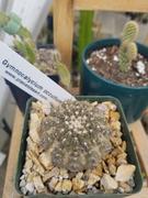 Planet Desert Gymnocalycium occultum Review