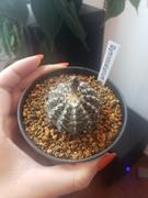 Planet Desert Gymnocalycium occultum Review