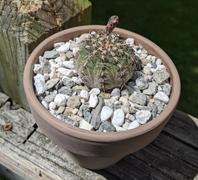 Planet Desert Gymnocalycium occultum Review
