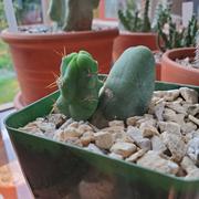 Planet Desert Trichocereus bridgesii monstrose Penis Cactus Review