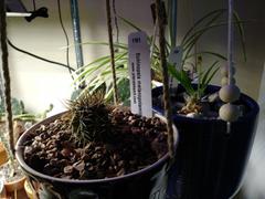 Planet Desert Echinopsis melanopotamica Review