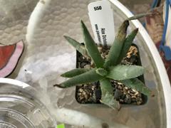Planet Desert Aloe dichotoma Review