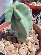 Planet Desert Totem Pole Cactus 'Lophocereus schottii' Review
