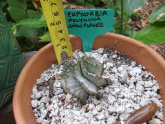 Planet Desert Euphorbia polygona snowflakes Review