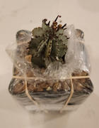 Planet Desert Euphorbia polygona snowflakes Review