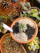 Planet Desert Euphorbia polygona snowflakes Review