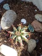 Planet Desert Euphorbia polygona snowflakes Review