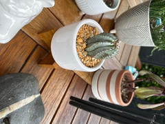 Planet Desert Euphorbia polygona snowflakes Review