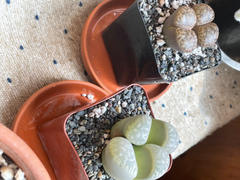 Planet Desert Lithops living stones Review