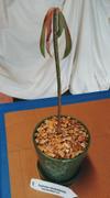 Planet Desert Euphorbia mahabobokensis Review