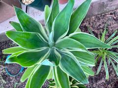 Planet Desert Variegated Fox Tail Agave - Agave attenuata 'Ray of Light' Review