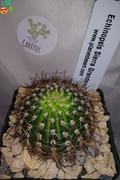 Planet Desert Echinopsis Sierra Grandensis Review