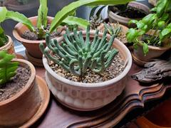Planet Desert Euphorbia esculenta Large Specimen Review