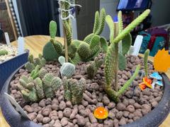 Planet Desert Opuntia rufida minima monstrose Review