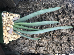 Planet Desert Aloe plicatilis Review