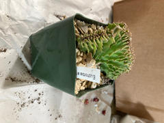 Planet Desert Euphorbia ammak crest Review