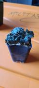 Planet Desert Pelargonium barklyi Review