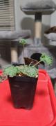 Planet Desert Pelargonium barklyi Review