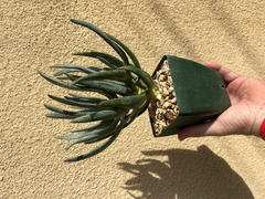 Planet Desert Aloe ramosissima Review