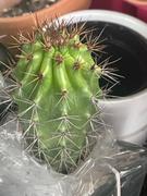 Planet Desert Organ Pipe Cactus - Stenocereus thurberi Review