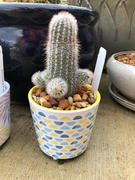 Planet Desert Echinocereus lauii Review