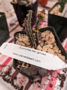 Planet Desert Euphorbia Aeruginosa Review