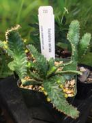 Planet Desert Euphorbia stellata Review