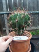 Planet Desert Ferocactus gracilis coloratus Specimen Review